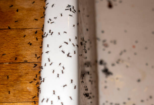 Best Wildlife Control Services  in Roslyn Estates, NY
